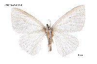 藏品(白毒蛾屬)的圖片